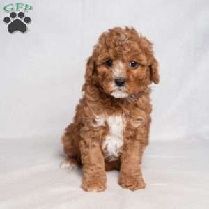 Jolly, Cavapoo Puppy